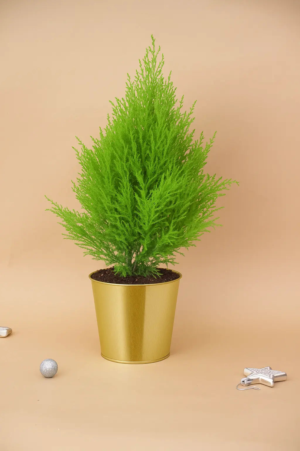 cupressus-christmas-tree-plant-dubai