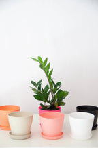 peace-lily-plant-dubai