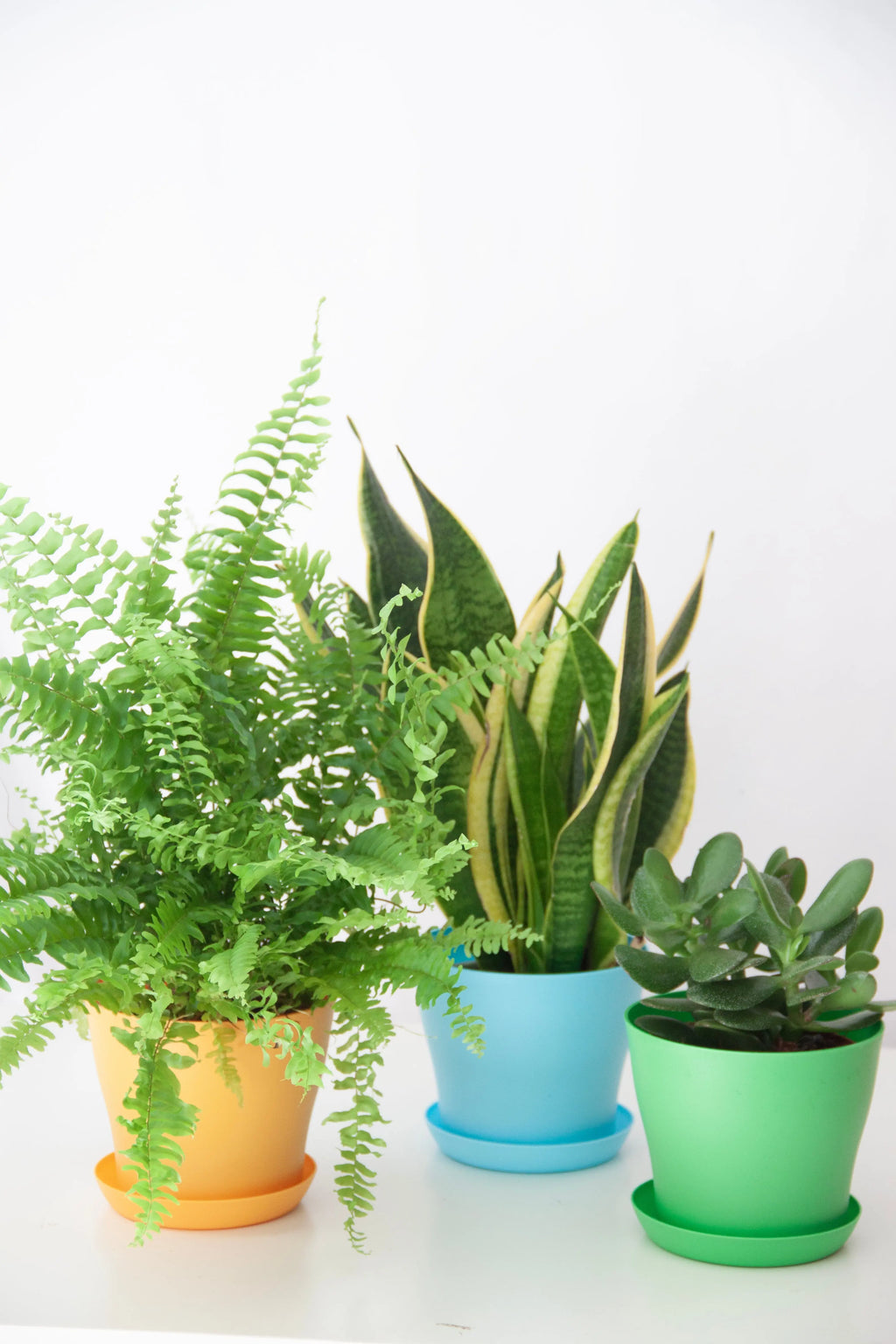 snake-plant-dubai