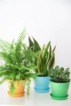 snake-plant-dubai