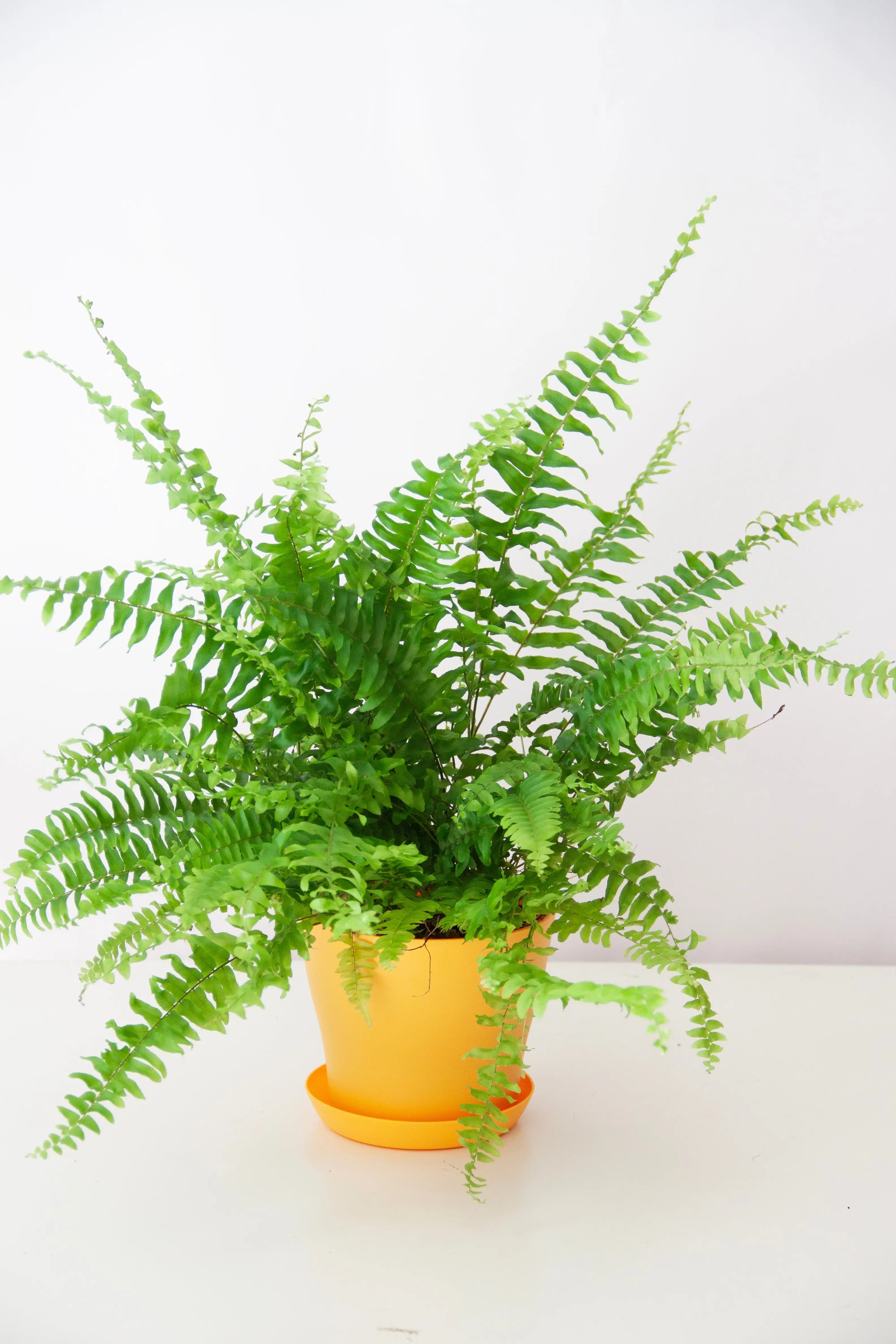 boston-fern-plant-dubai