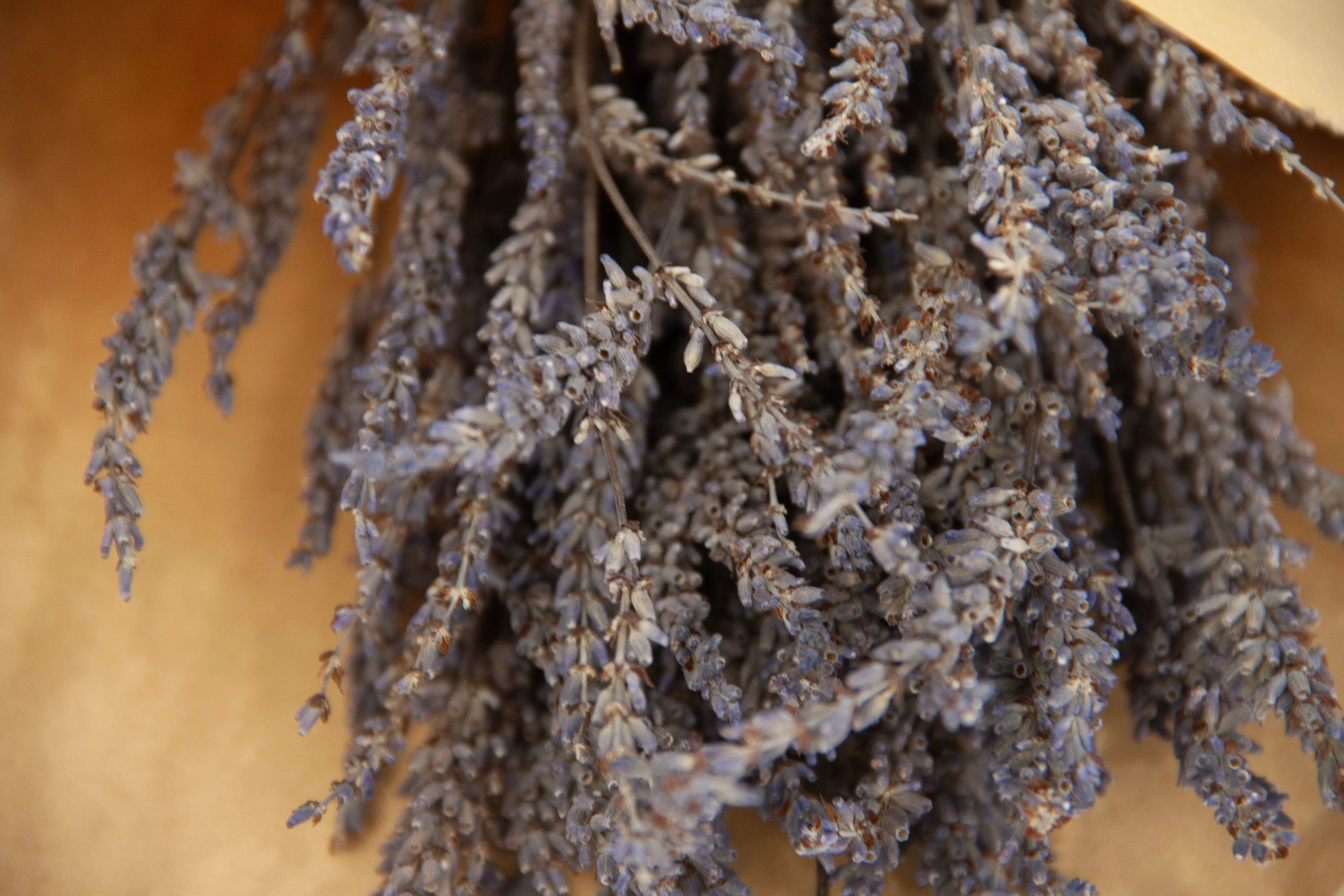 dried-lavender-bunch-dubai
