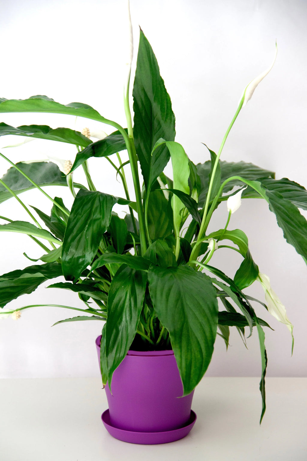 peace-lily-plant-dubai