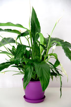 peace-lily-plant-dubai
