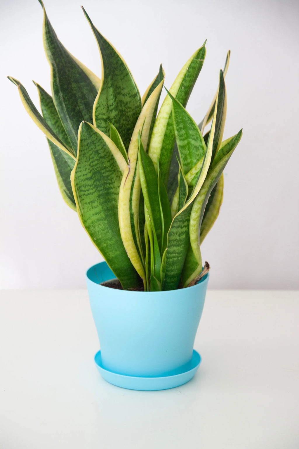 snake-plant-dubai