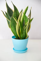 snake-plant-dubai